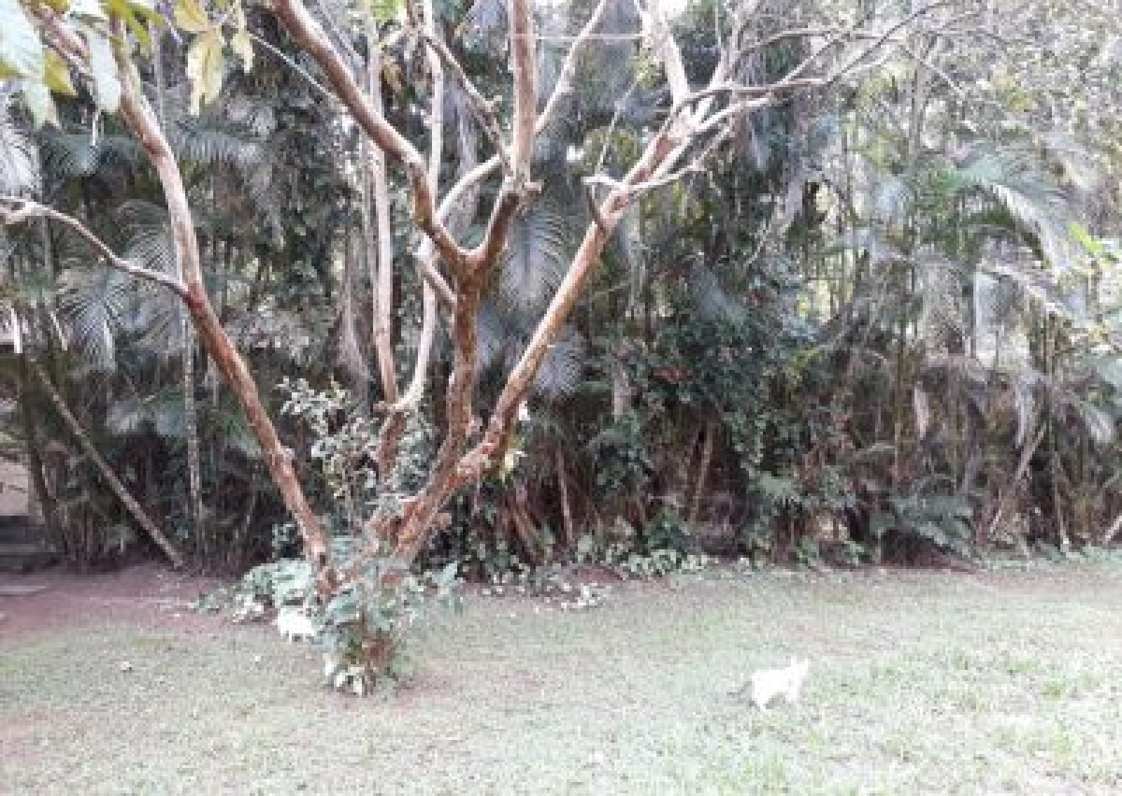 Barra do Sahy, São Sebastião, 4 Dormitórios Dormitórios, ,5 BanheirosBanheiros,Casa,Temporada,1000